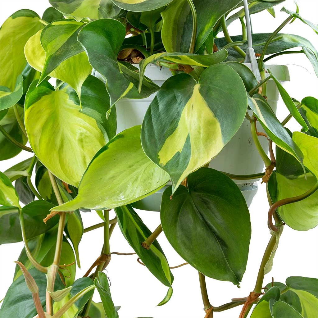 Philodendron Scandens Brasil - Sweetheart Plant - Image 4
