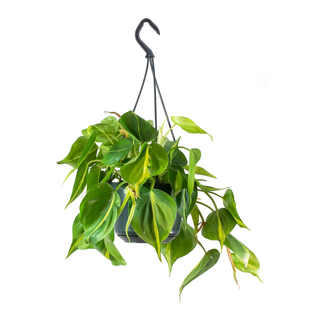 Philodendron Scandens Brasil - Sweetheart Plant - Image 6
