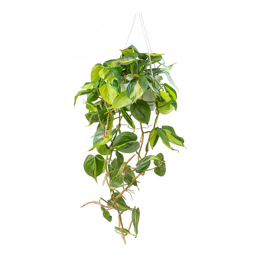 Philodendron Scandens Brasil - Sweetheart Plant
