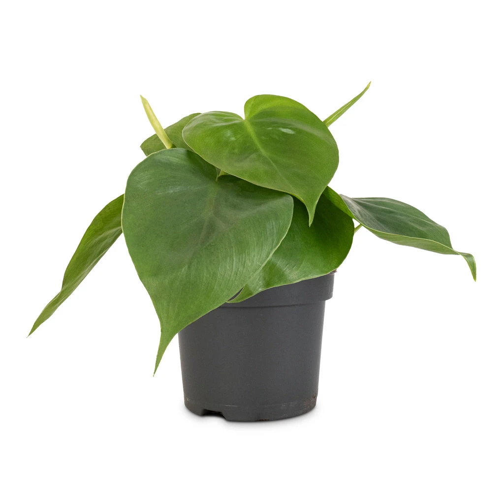 Philodendron Scandens - Sweetheart Plant - Image 16