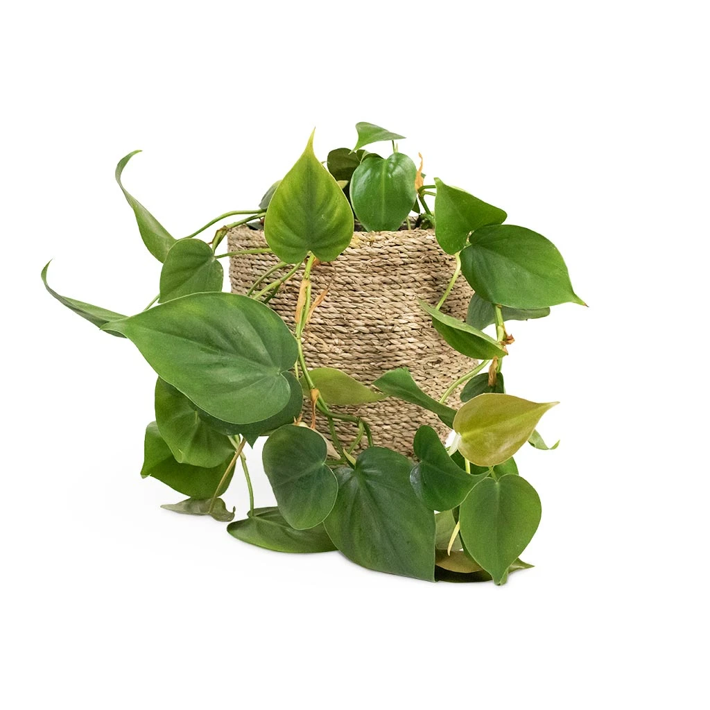 Philodendron Scandens - Sweetheart Plant - Image 13