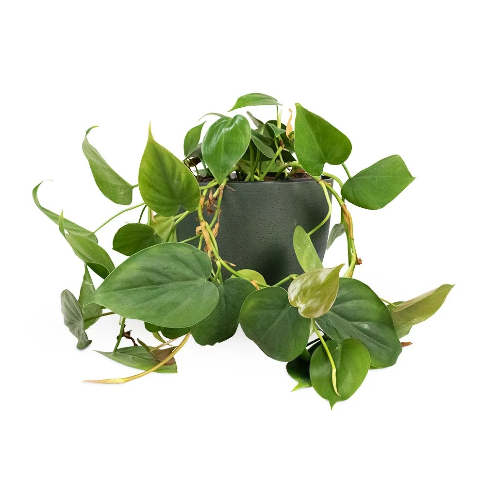 Philodendron Scandens - Sweetheart Plant - Image 14