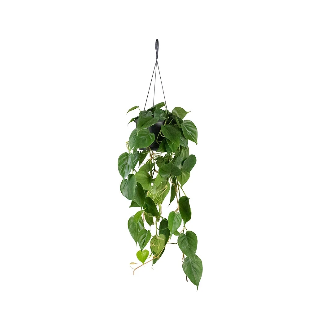 Philodendron Scandens - Sweetheart Plant - Image 7