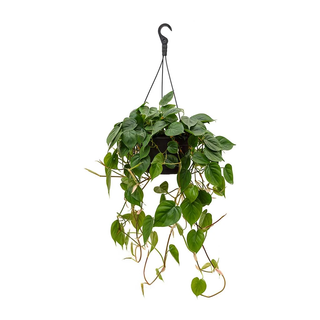 Philodendron Scandens - Sweetheart Plant - Image 9