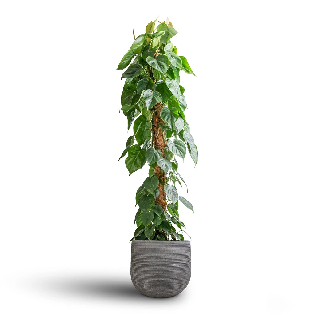 Philodendron Scandens - Sweetheart Plant - Moss Pole - Image 3