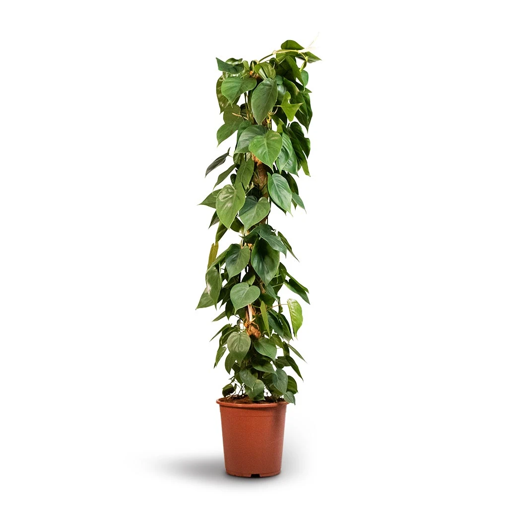 Philodendron Scandens - Sweetheart Plant - Moss Pole - Image 4
