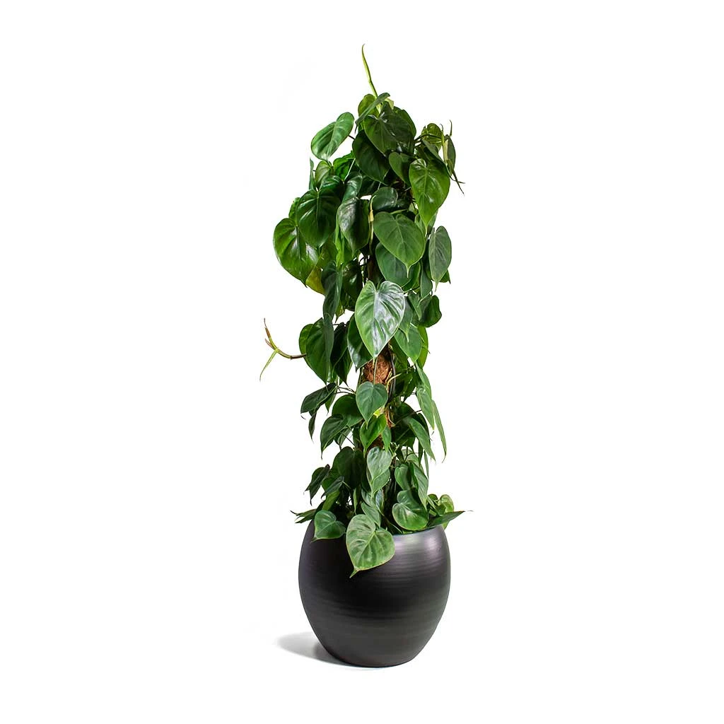 Philodendron Scandens - Sweetheart Plant - Moss Pole - Image 5