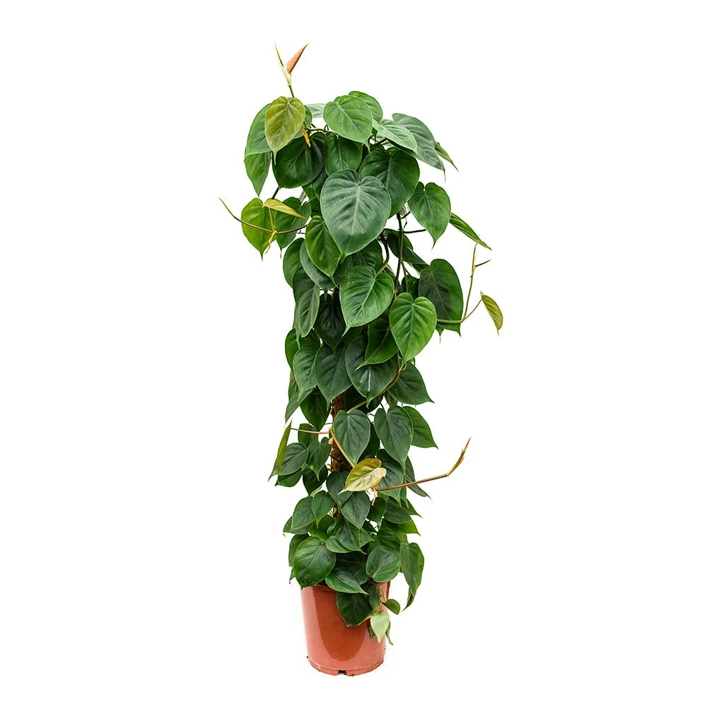 Philodendron Scandens - Sweetheart Plant - Moss Pole - Image 2