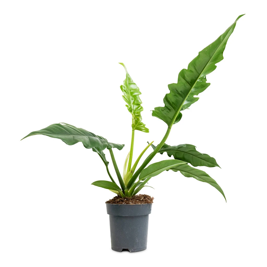 Philodendron Selloum Narrow - Tiger Tooth - Image 3