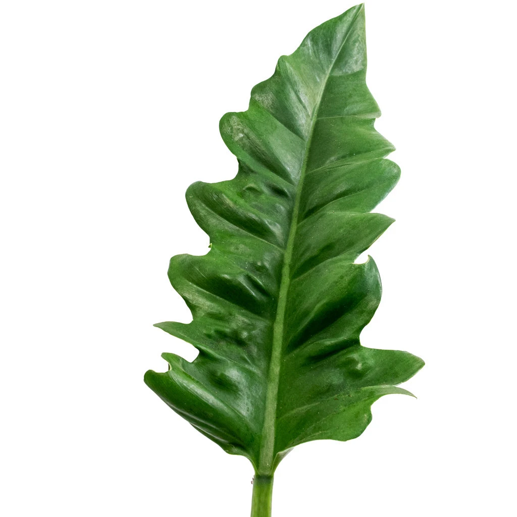 Philodendron Selloum Narrow - Tiger Tooth - Image 2