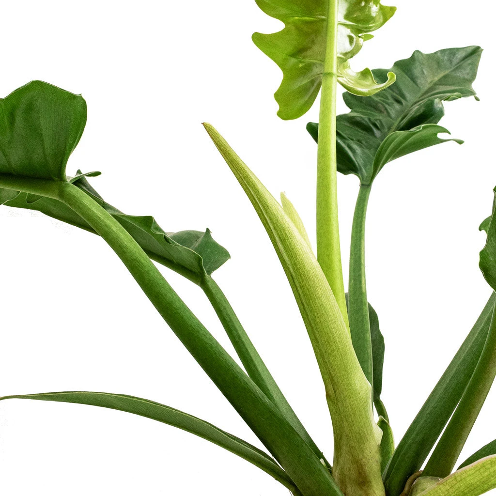 Philodendron Selloum Narrow - Tiger Tooth - Image 4