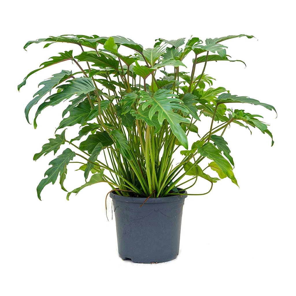 Philodendron Winterbourn - Xanadu Philodendron - Image 6
