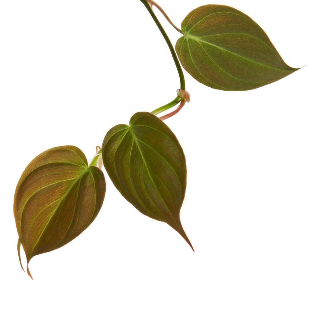 Philodendron Micans - Velvet Leaf Philodendron - Image 3