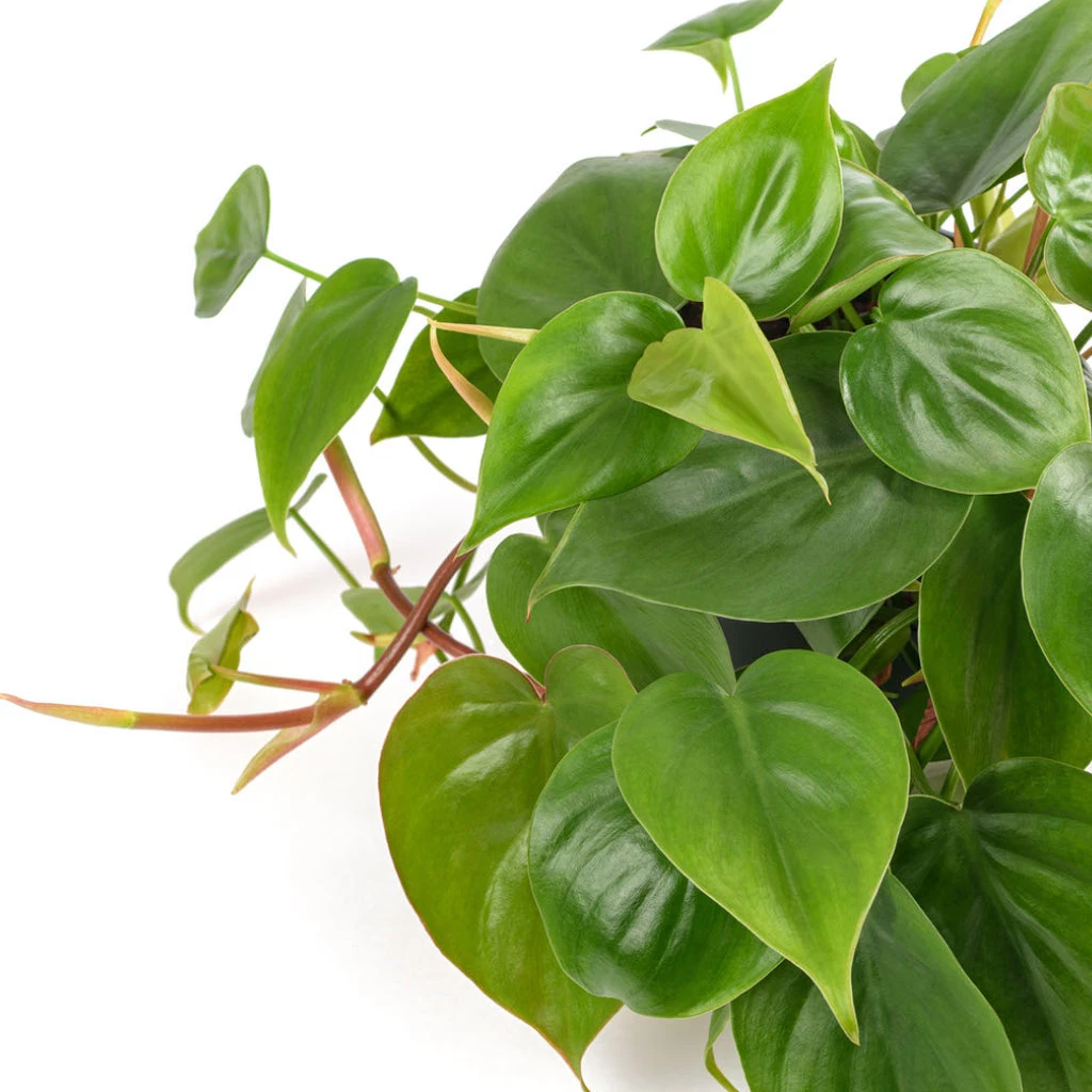 Philodendron Scandens - Sweetheart Plant - Image 2