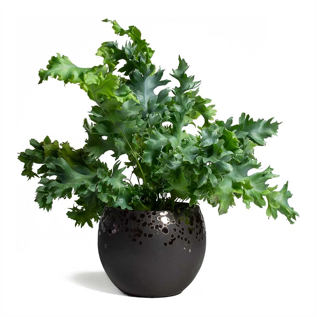 Phlebodium Davana - Blue Star Fern - Image 12