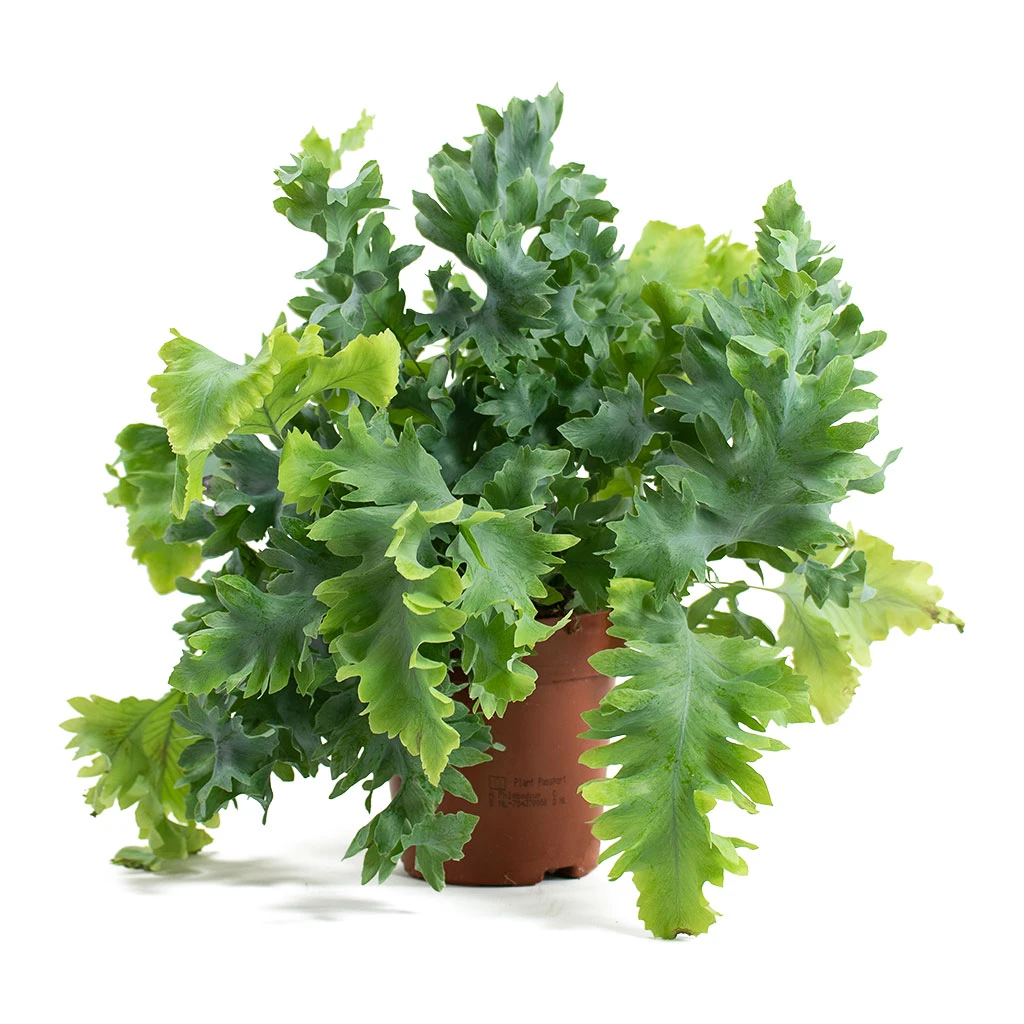 Phlebodium Davana - Blue Star Fern - Image 13