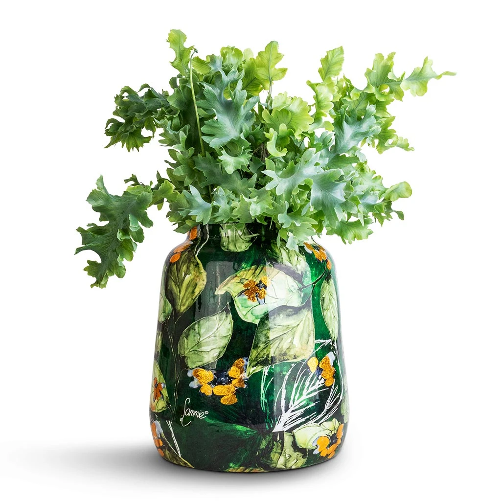 Phlebodium Davana - Blue Star Fern - Image 5