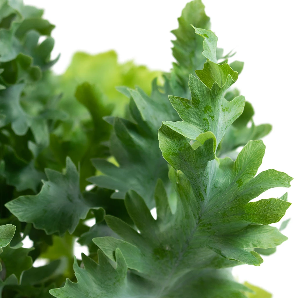 Phlebodium Davana - Blue Star Fern - Image 2