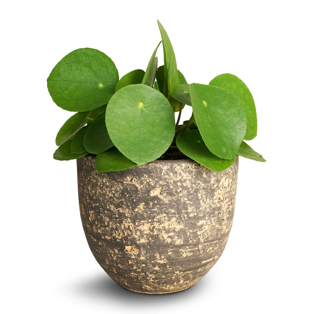Pilea Peperomioides - Chinese Money Plant - Image 15