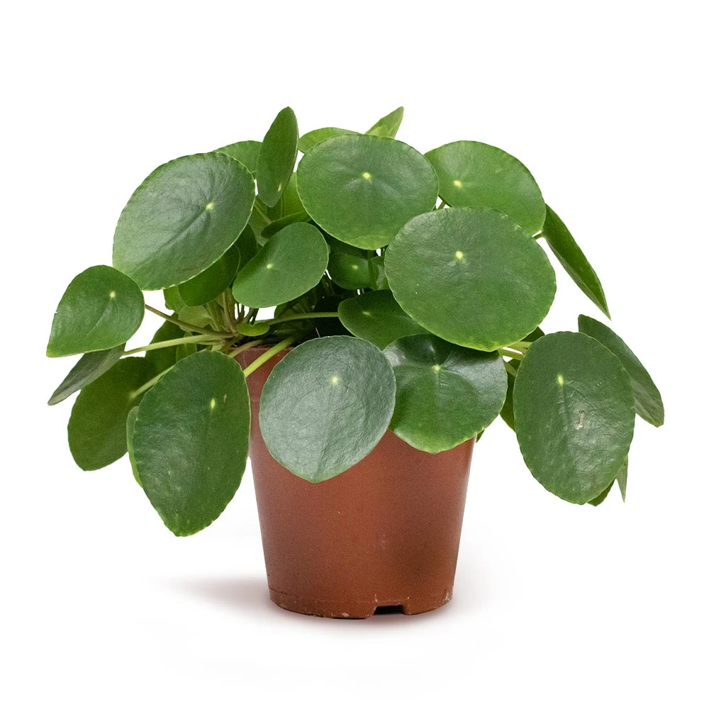 Pilea Peperomioides - Chinese Money Plant - Image 8
