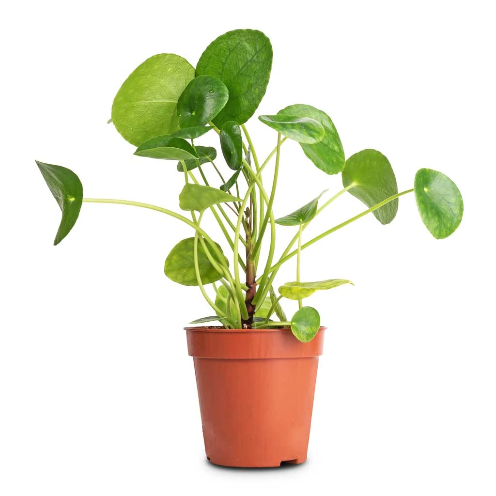 Pilea Peperomioides - Chinese Money Plant - Image 5