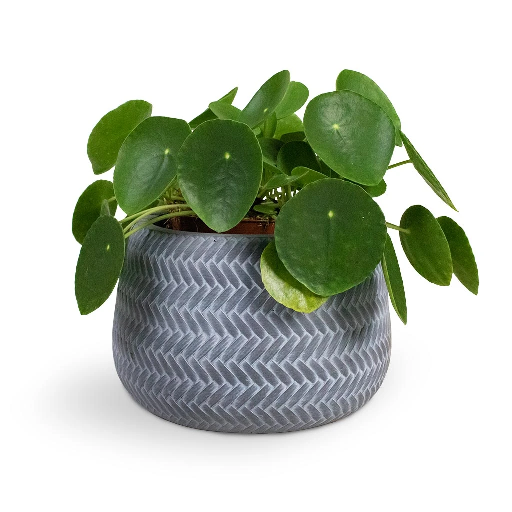 Pilea Peperomioides - Chinese Money Plant - Image 12