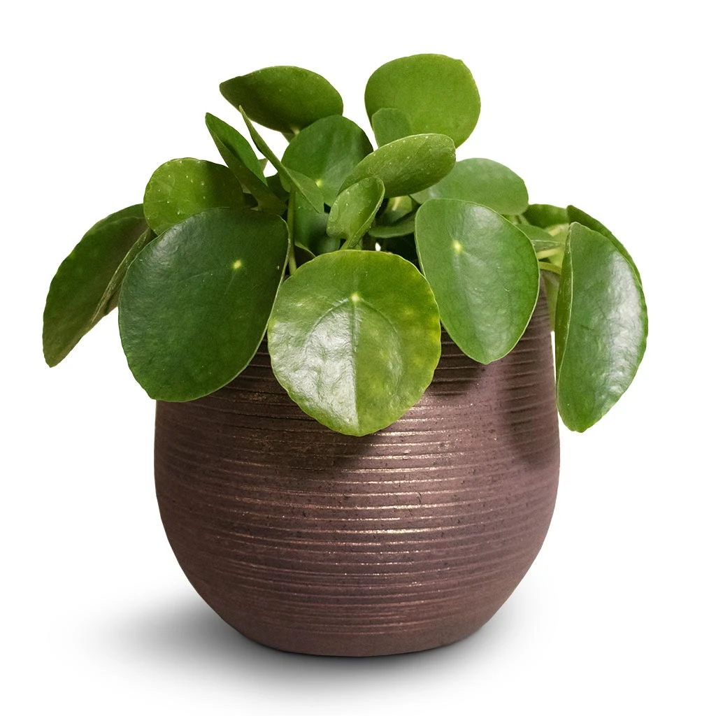 Pilea Peperomioides - Chinese Money Plant - Image 4