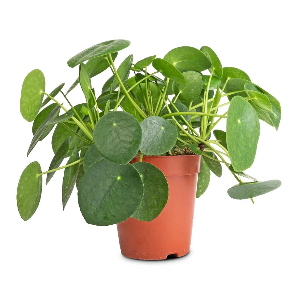 Pilea Peperomioides - Chinese Money Plant - Image 13