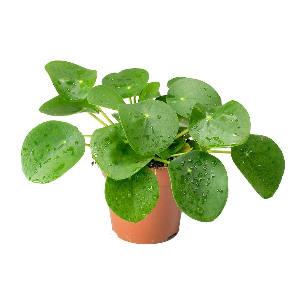 Pilea Peperomioides - Chinese Money Plant - Image 6