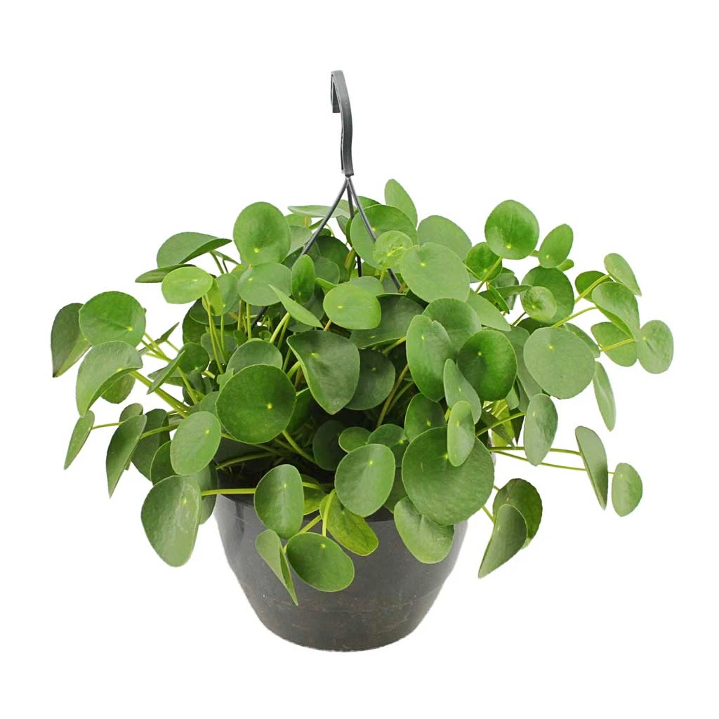 Pilea Peperomioides - Chinese Money Plant - Image 16