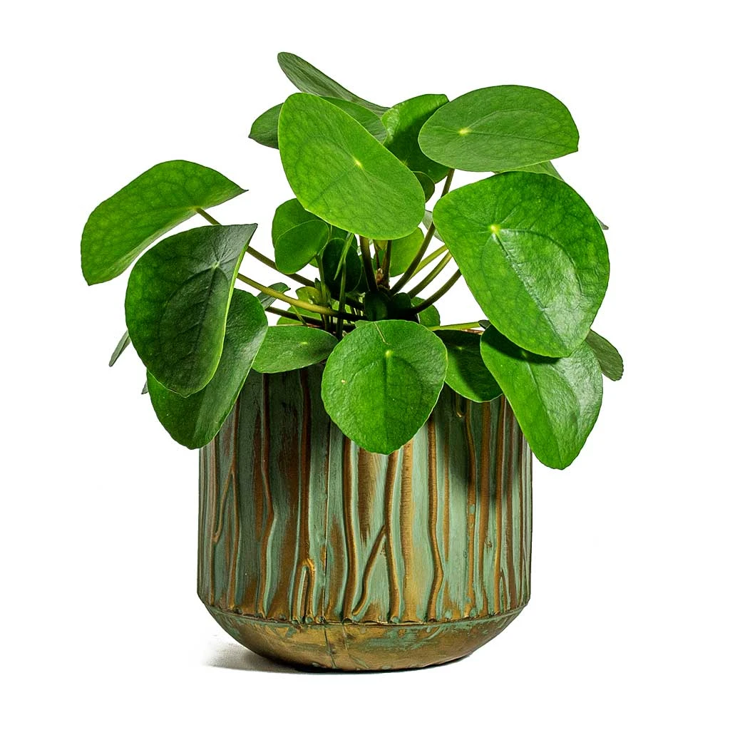 Pilea Peperomioides - Chinese Money Plant - Image 11