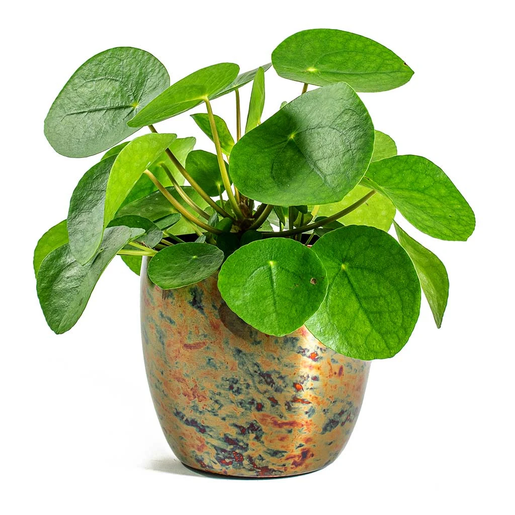 Pilea Peperomioides - Chinese Money Plant - Image 7