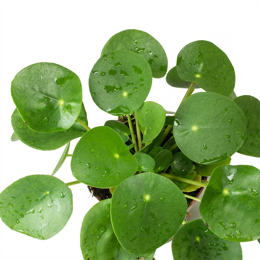 Pilea Peperomioides - Chinese Money Plant - Image 3