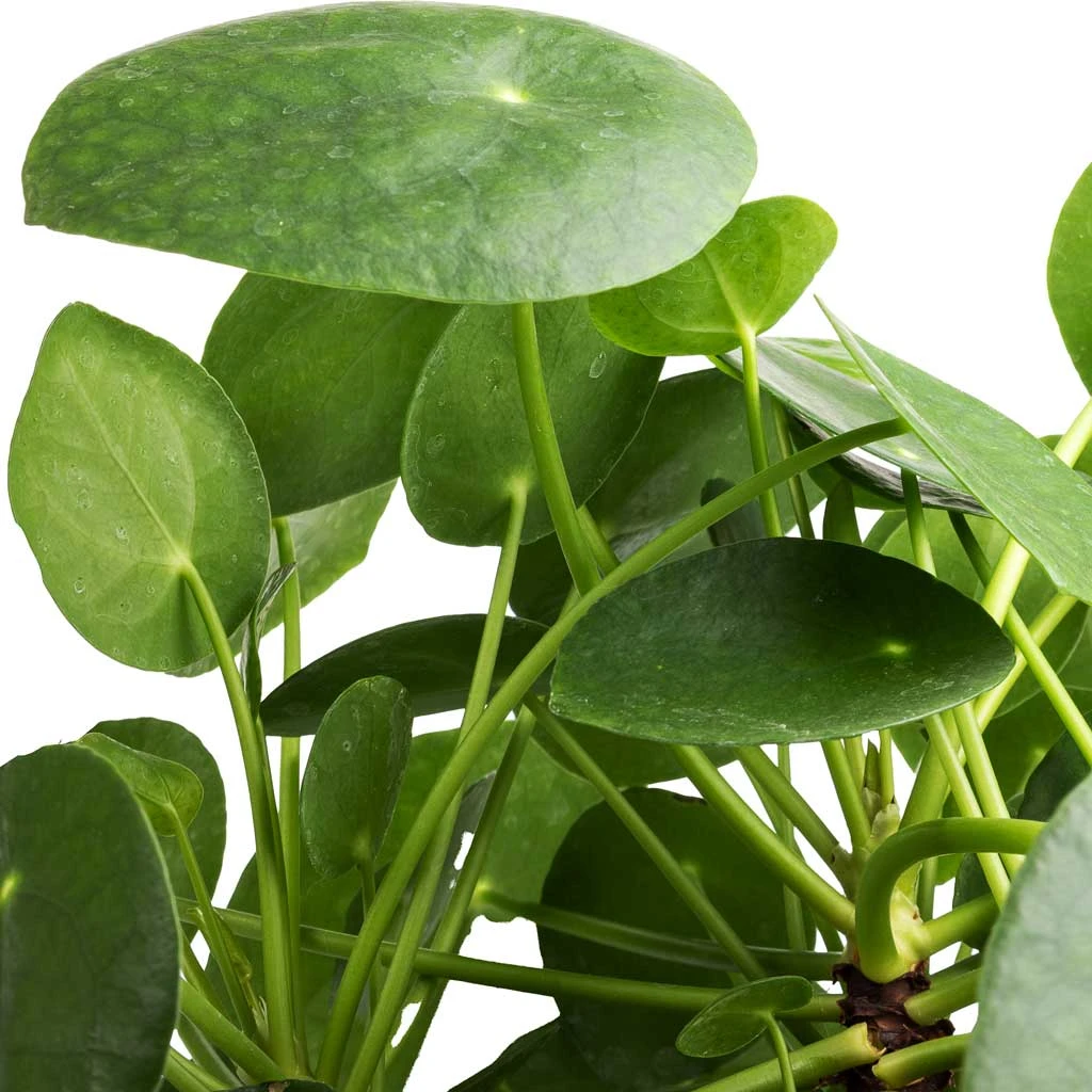 Pilea Peperomioides - Chinese Money Plant - Image 2