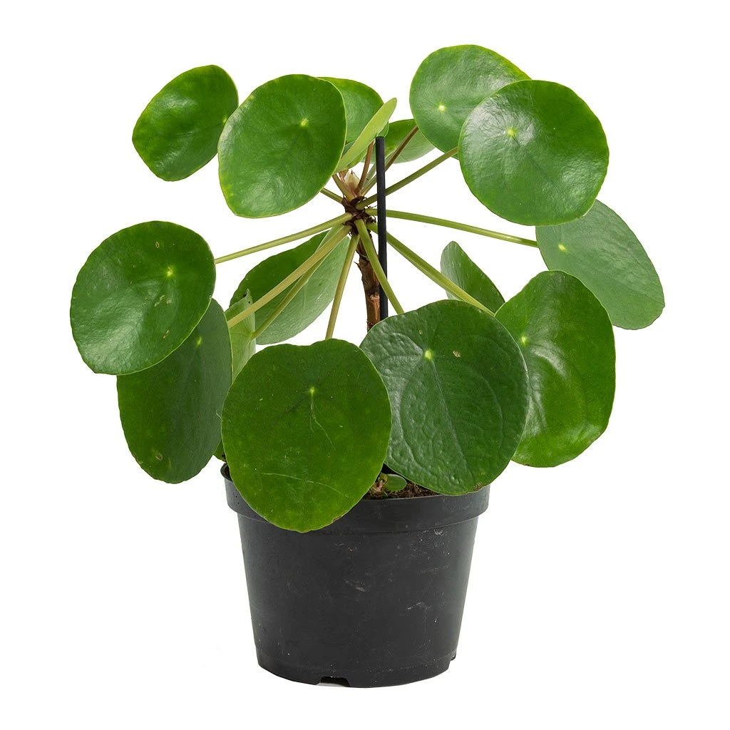 Pilea Peperomioides - Chinese Money Plant - Image 14