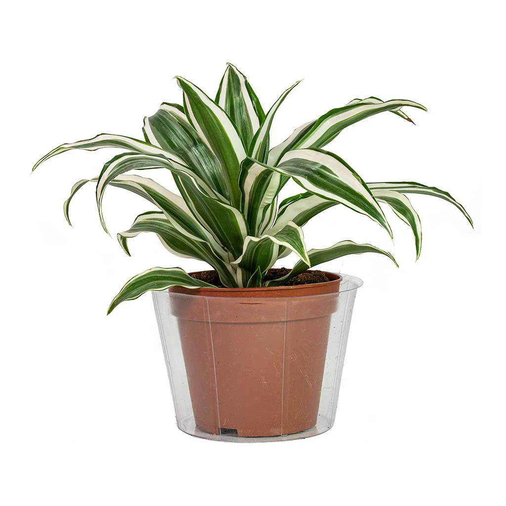 Plant Pot Inlay Liner - Clear - 40 X 30cm - Image 2