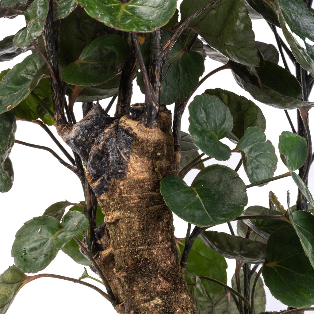 Polyscias Fabian - Aralia Fabian - Image 4