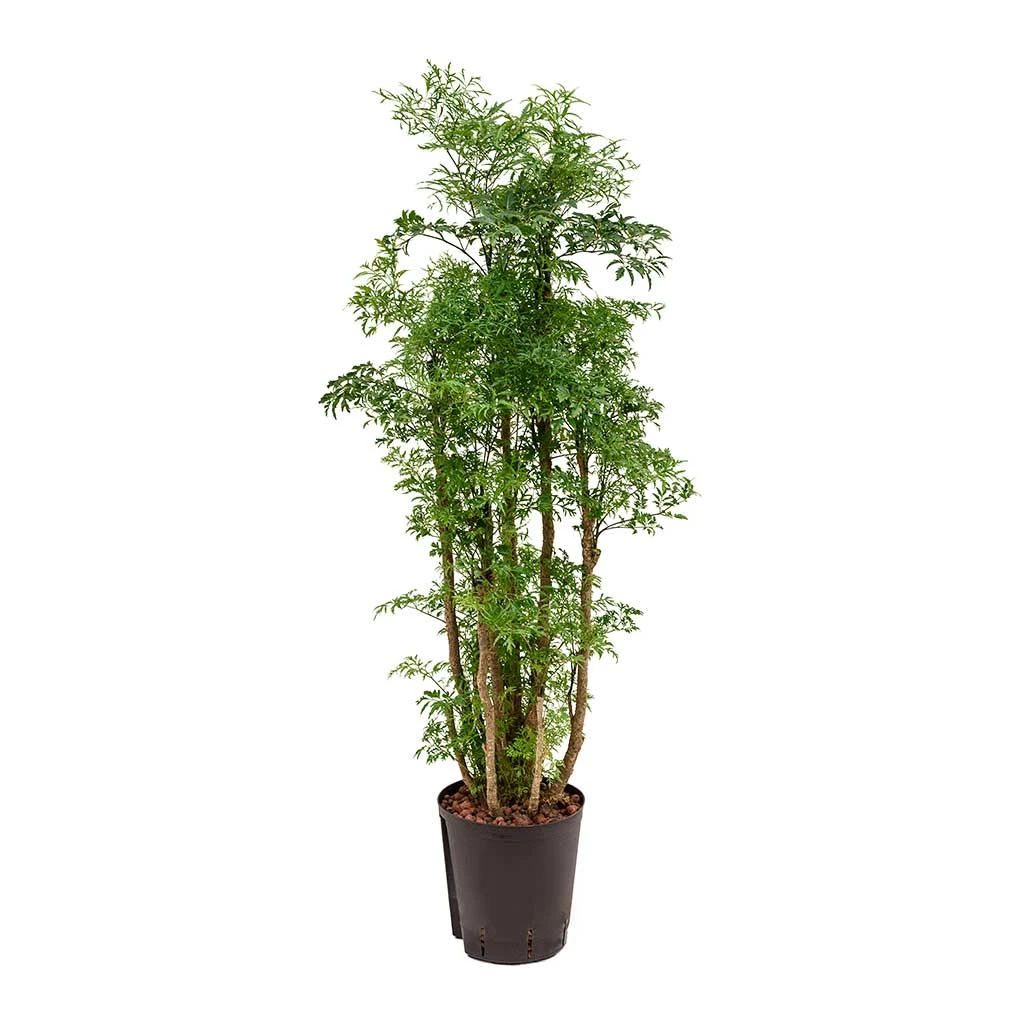 Polyscias Ming - Aralia - HydroCare