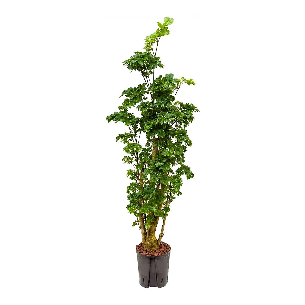 Polyscias Roble - Aralia - HydroCare