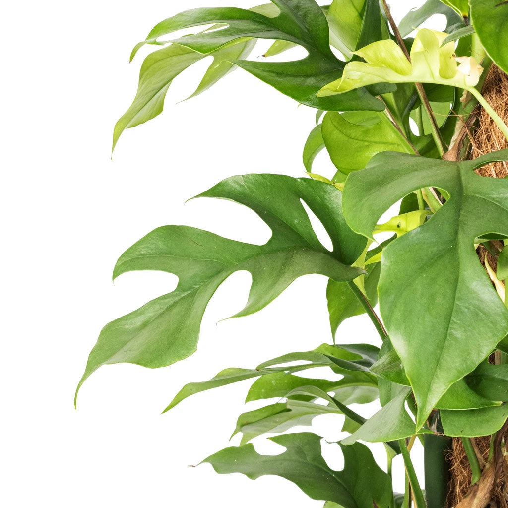 Rhaphidophora Tetrasperma - Monstera Minima - Moss Pole - Image 2