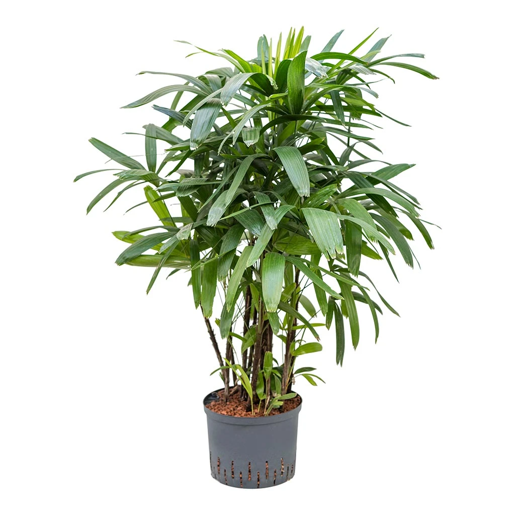 Rhapis Excelsa - Lady Palm - HydroCare - Image 5