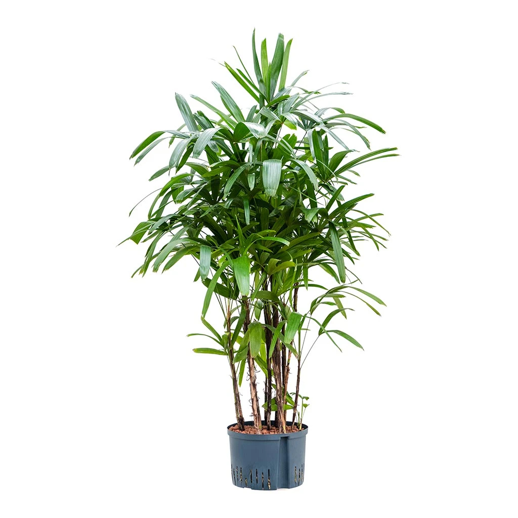 Rhapis Excelsa - Lady Palm - HydroCare - Image 3