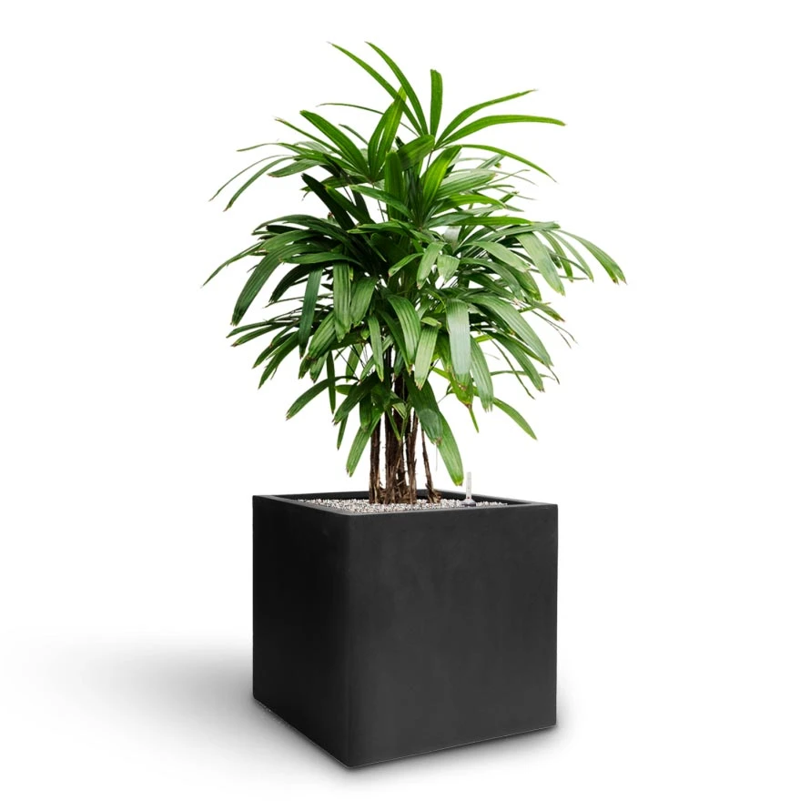 Rhapis Excelsa - Lady Palm - HydroCare - Image 8