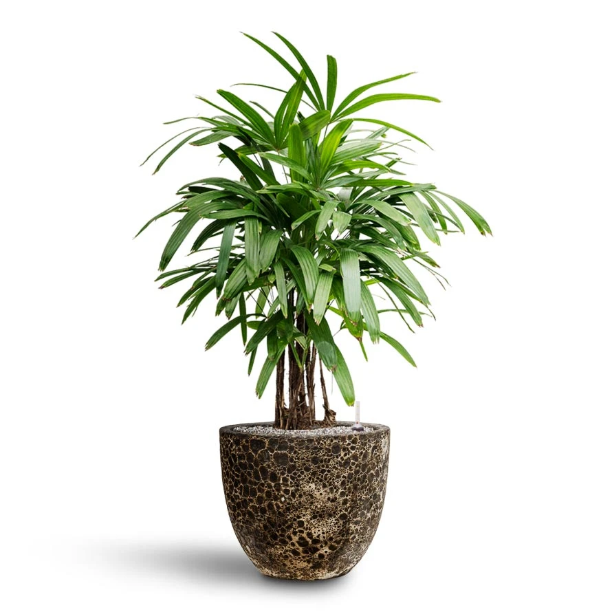 Rhapis Excelsa - Lady Palm - HydroCare - Image 15