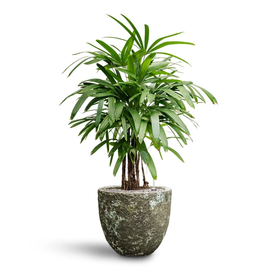 Rhapis Excelsa - Lady Palm - HydroCare - Image 14