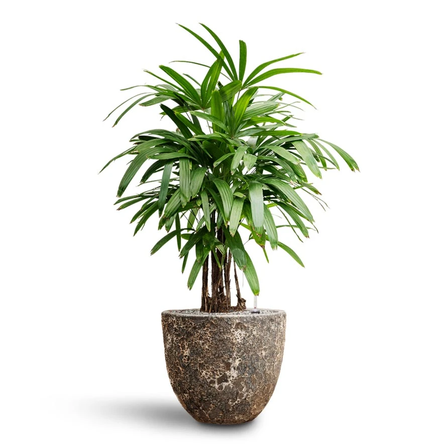 Rhapis Excelsa - Lady Palm - HydroCare - Image 16