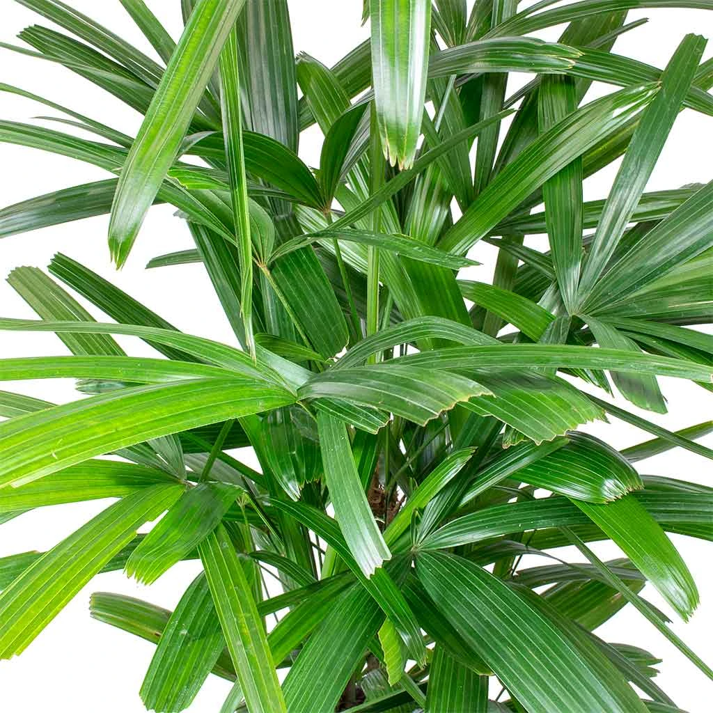 Rhapis Excelsa - Lady Palm - HydroCare - Image 4
