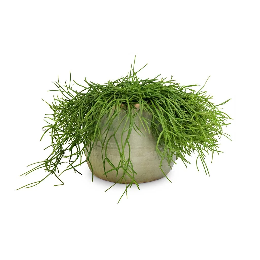 Rhipsalis Heteroclada - Mistletoe Cactus - Image 5
