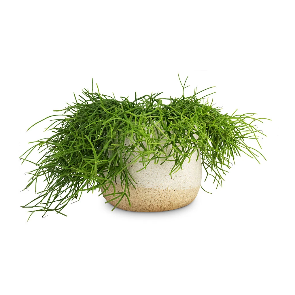 Rhipsalis Heteroclada - Mistletoe Cactus - Image 4