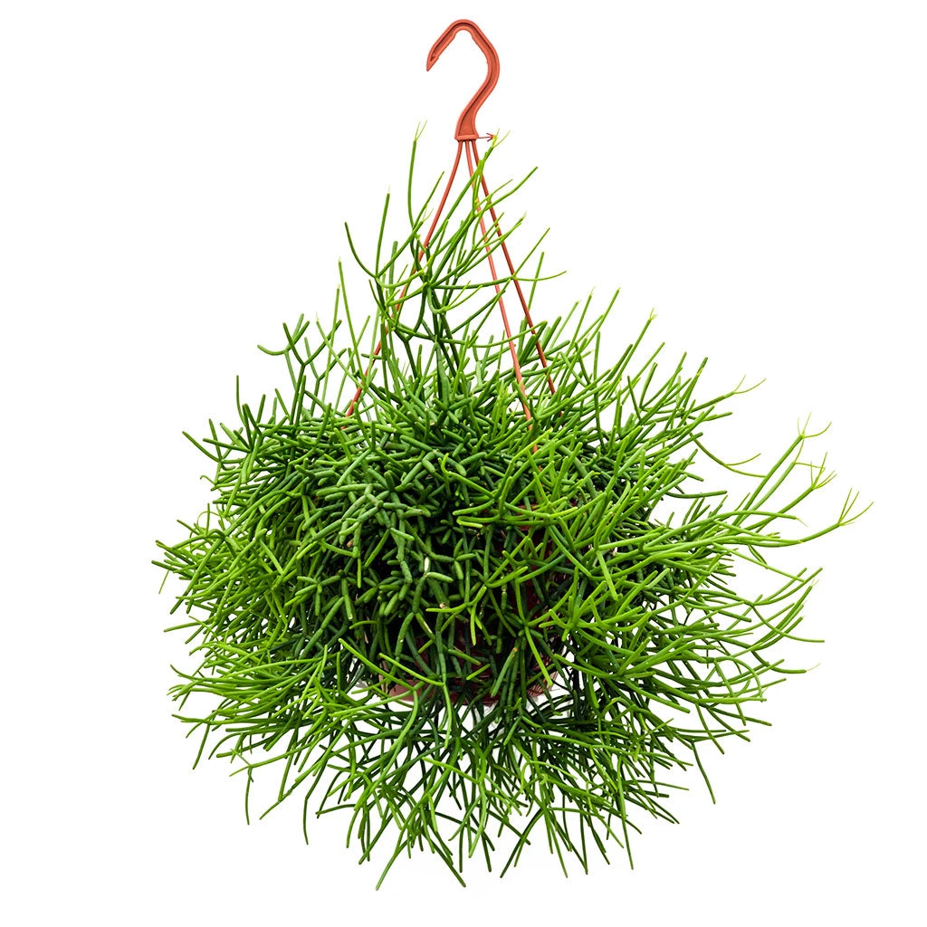 Rhipsalis Heteroclada - Mistletoe Cactus